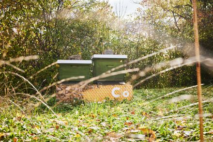 Bienen vom Hotel c/o56 Chemnitz