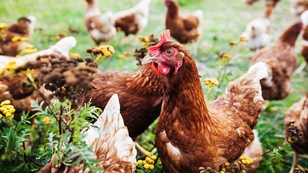 Hühner auf einer Wiese