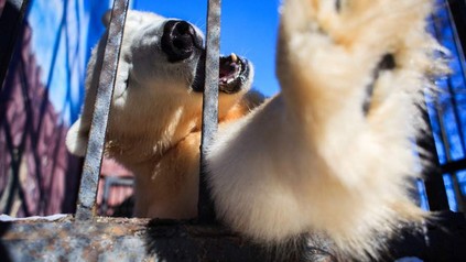Ein Eisbär schlägt durch die Kitterstäbe seines Käfigs