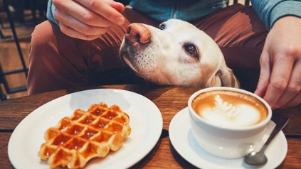 Ein Mann in einem Café mit einem Hund am Tisch