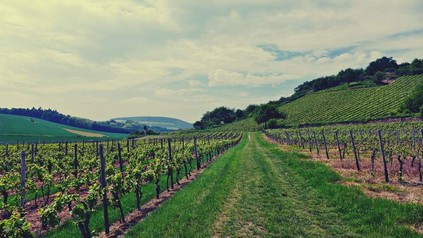 Panorama eines Weinbergs