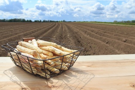 Ein Korb Spargel vor einem abgeernteten Feld