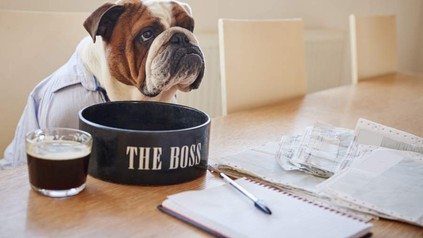 Ein Hund sitzt an einem Besprechungstisch vor einem Napf auf dem The Boss steht