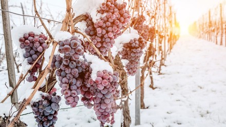 Eisweinreben an einem Hang