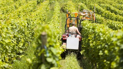 Arbeiter bei der Weinlese