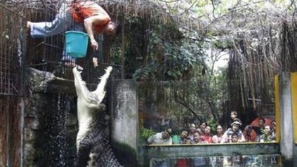 Krokodil im Zoo bei der Fütterung