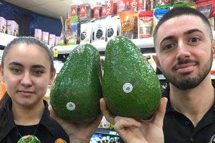 Zwei Personen präsentieren riesige Avocados