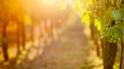 Weintrauben im Sonnenlicht