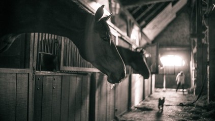 Pferde in Stall