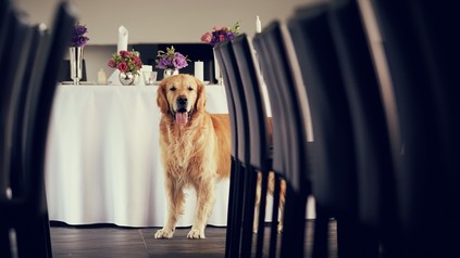 Ein Hund in einem Restaurant