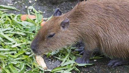Bisamratte