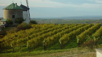 Panorama eines Weinbergs mit einer alten Mühle