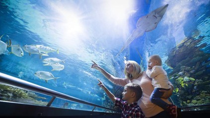 Eine Familie vor einem großen Aquarium