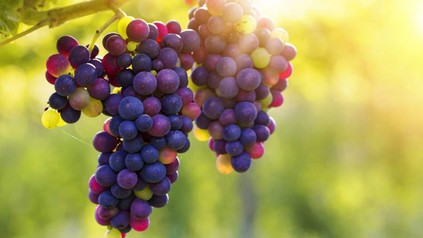 Rote Weintrauben im Sonnenlicht