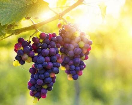 Rote Weintrauben im Sonnenlicht