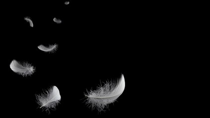 Sieben weiße Federn schweben vor schwarzem Hintergrund