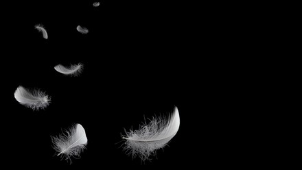 Sieben weiße Federn schweben vor schwarzem Hintergrund