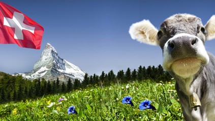 Eine Wiese in den Schweizer Bergen mit einer Kuh