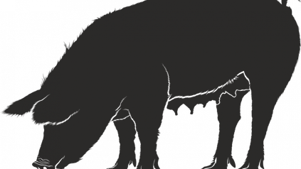 Silhouette Schwein