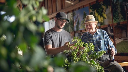Zwettler Hopfenbauern bei der Qualitätsprüfung