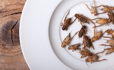 Heuschrecken auf einem Teller