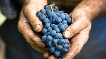 Nahaufnahme von Männerhänden, die blaue Weintrauben halten