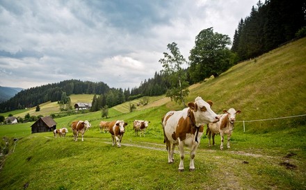 Kühe auf der Alm