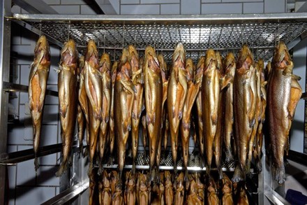 Eine Vielzahl geräucherter Makrelen in einem Räucherofen