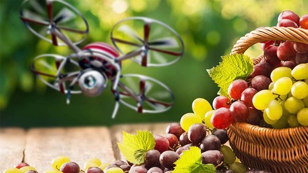 Eine Drohne in einem Weinberg