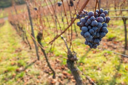 Eine Weinrebe an einem Rebenstock