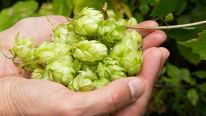 Eine Handvoll Hopfen