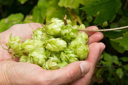 Eine Handvoll Hopfen