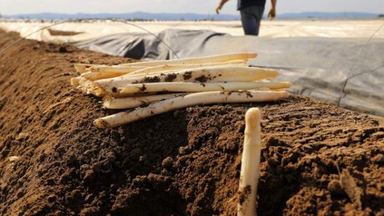 Spargel auf Spargelfeld