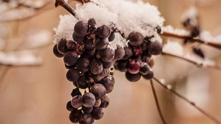 Eine Weinrebe im Winter