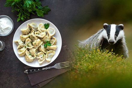 EIne Bildmontage von einem Teller Ravioli und einem Dachs