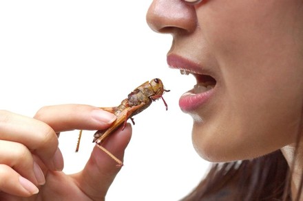 Frau führt Heuschrecke zum Mund
