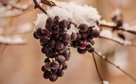 Eine Weinrebe, die mit Schnee bedeckt ist