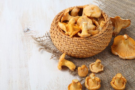 Pfifferlinge Die ersten Wildpilze der Saison