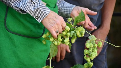 Person hält Hopfen in der Hand