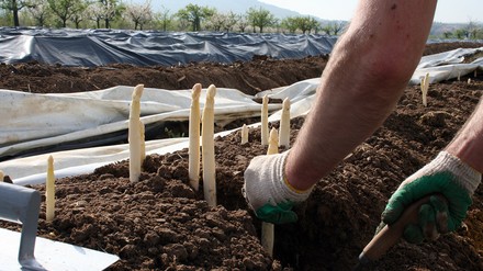 Nahaufnahme eines Erntehelfers, der Spargel sticht