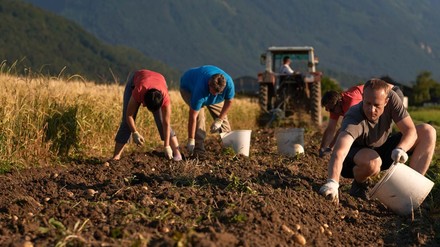 Händische Kartoffelernte