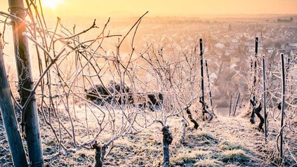 Weinreben Frost