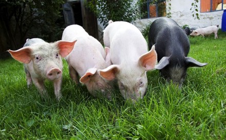 Schweine auf einer Wiese