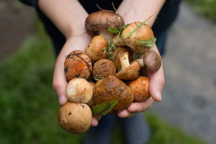 Person hält Pilze in Händen