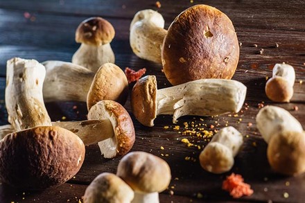 Daran erkennt man den König der Pilze den Steinpilz