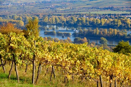 Hessisches Staatsweingut