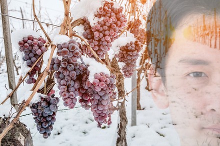 Einige Reben Eiswein und ein Chinese