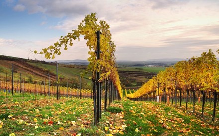 Weingarten nach der Ernte